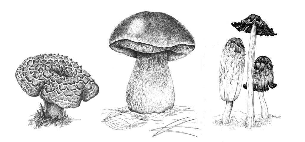 drawings of mushrooms