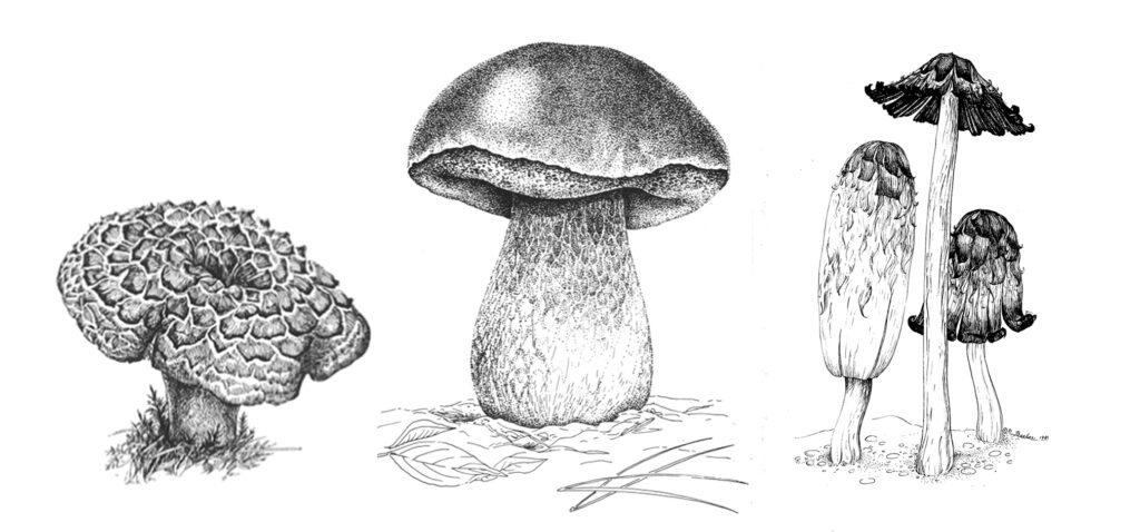 drawings of mushrooms