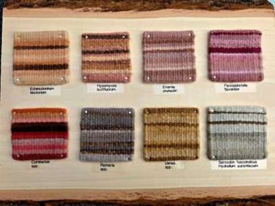 Fungi Color Study 2