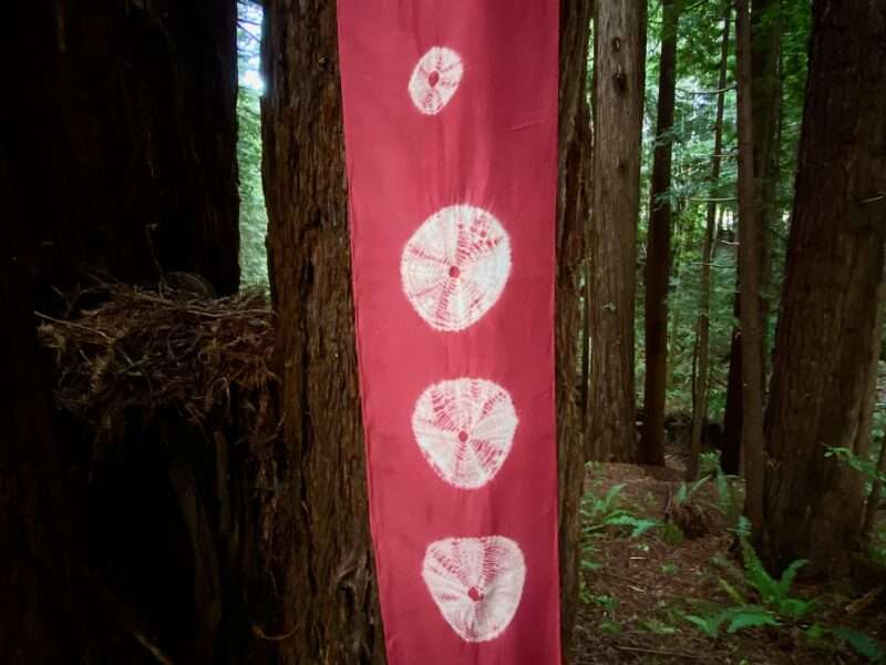 Breathmarks in the Redwoods | Mushrooms & Color exhibit