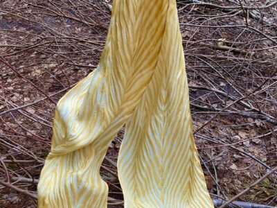 Sun Kiss Of The Woods | Mushrooms & Color exhibit
