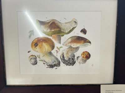 Science illustration from IFFS 2025 exhibit