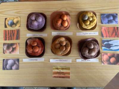 Eggs in nests from IFFS 2025 exhibit