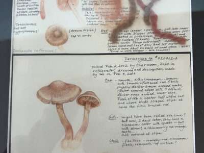 Dyer's notebook with drawings | Mushrooms & Color exhibit