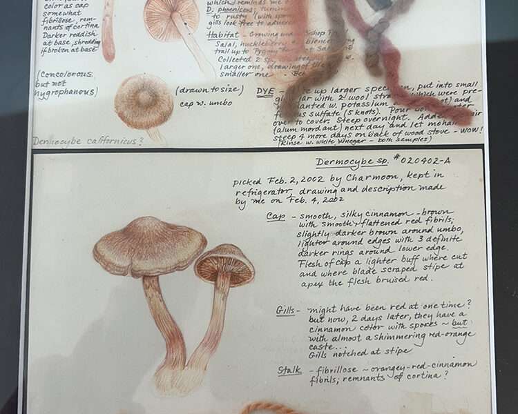 Dyer's notebook with drawings | Mushrooms & Color exhibit